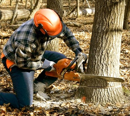 Tree Removal in Abilene, KS